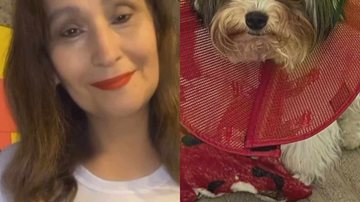 Sonia Abrão mostra seu cachorro machucado - Reprodução/Instagram