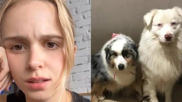 Isabella Scherer e seus cães - Foto: Reprodução/Instagram