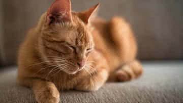 Muitos gatos são abandonados pelos tutores por falta de informação (Imagem: Shutterstock)