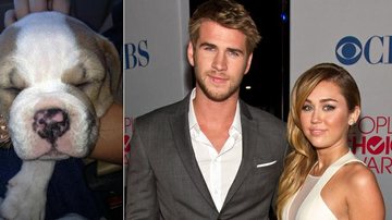 Miley Cyrus presenteia namorado com cachorro - Reprodução / Getty Images
