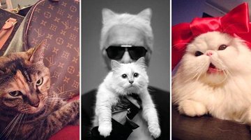 Rich Cats of Instagram: fofinhos e chiquérrimos - Foto-montagem