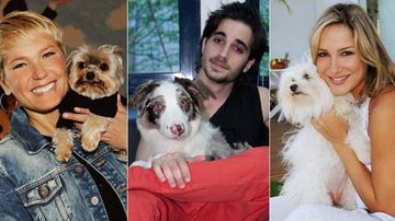Descubra com os cachorros dos famosos a raça ideal para dar de presente no Dia dos Namorados! - Fotomontagem