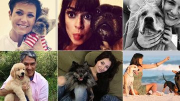 Famosos e seus pets - Reprodução/Instagram
