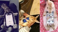Japoneses usam coelhos como case de celular - Reprodução