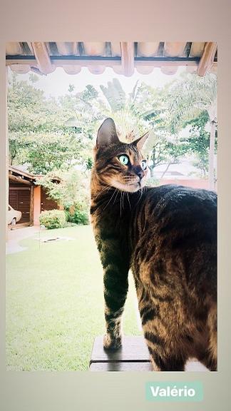 Caio Castro compartilhando foto do gato de estimação da Grazi