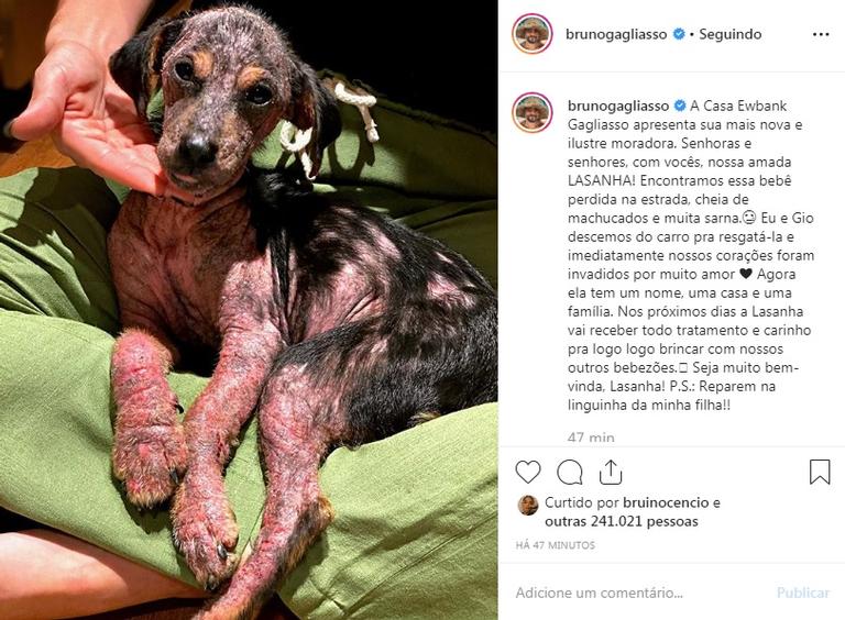 Bruno Gagliasso adota cachorrinha que resgatou na estrada