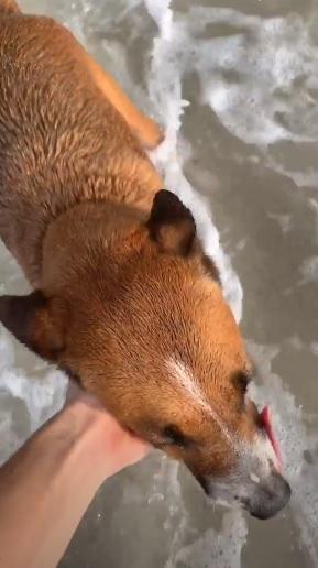 Rafa Vitti com os cachorros na praia