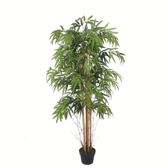 Planta bambu