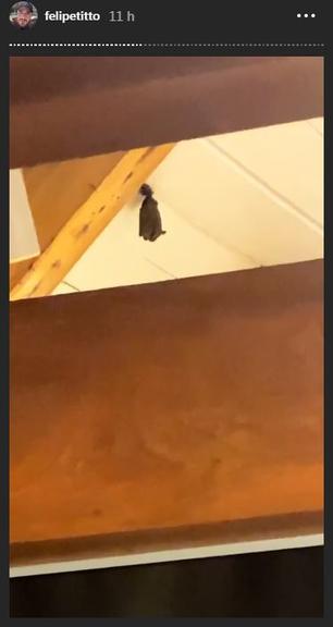 Felipe Titto revela medo de morcego que invadiu seu quarto