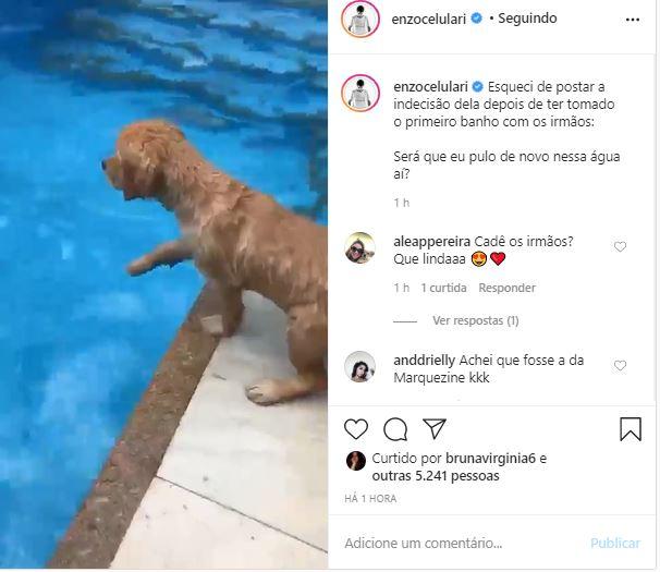 Enzo Celulari faz vídeo fofo de sua cachorra na piscina