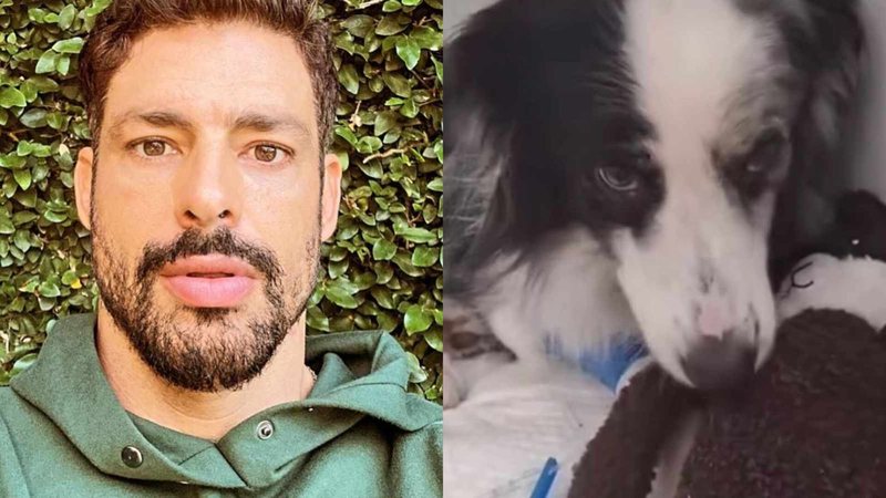 Cauã Reymond mostra como está sua cachorra Shakira - Reprodução/Instagram