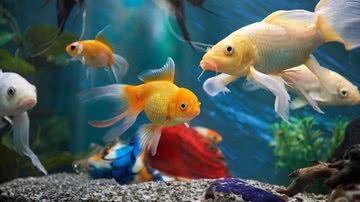 Peixes são excelentes animais de estimação (Imagem: PixieMe | ShutterStock)