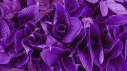 Violeta é a cor do autoconhecimento e da prosperidade - (Imagem: Shutterstock)