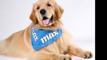 Cachorro Max entra em segunda edição de 'A Fazenda' - Divulgação