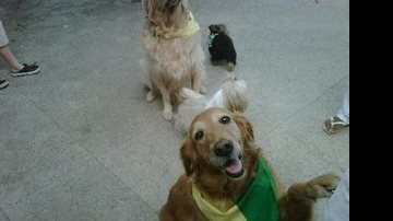 Angélica veste seus cachorros de verde e amarelo para torcer pelo Brasil - Reprodução / Twitter