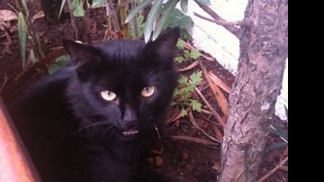 Luna, a gatinha desaparecida de Carol Castro - Arquivo Pessoal