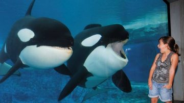 No Sea World Parks & Entertainment, na Flórida, nos EUA, Klara imita as orcas. - MARCO PINTO