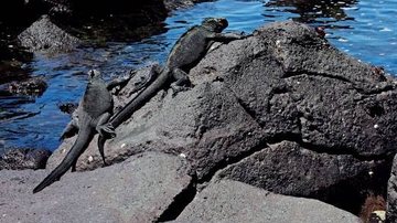 Galápagos: Fauna rica e beleza natural no Equador - MATHEUS ESPER