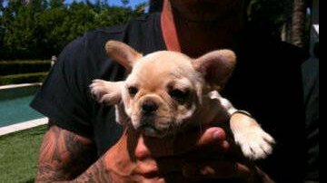 David Beckham segura sua nova cachorra, Scarlet - Reprodução / Twitter