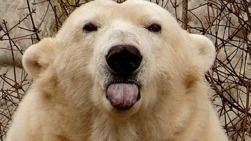 Urso polar mostra a língua - The Grosby Group