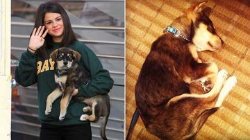 Cão de Selena Gomez quase morre após ingerir grande quantidade de pequenas pedras - Reprodução/Splash News splashnews.com/Twitter