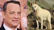 Entristecido, Tom Hanks faz homenagem ao seu pastor alemão que morreu - Foto Montagem