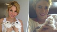 Veja fotos dos coelhos de Shakira - Reprodução / Twitter
