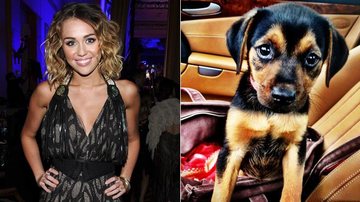 Miley Cyrus batizou o cãozinho achado por ela em uma caixa de Happy - Getty Images; Reprodução/Twitter