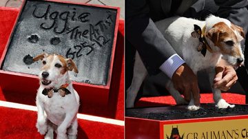 Uggie ganha homenagem na Calçada da Fama de Hollywood - Getty Images