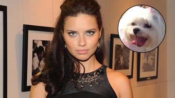 Adriana Lima perde a cachorrinha em Miami e faz apelo no Twitter - Getty Images