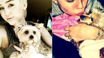 Miley Cyrus com a cadelinha Lila - Reprodução/ Twitter