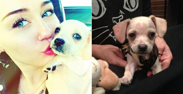 Miley Cyrus mostra fotos da cadela Bean - Reprodução / Twitter