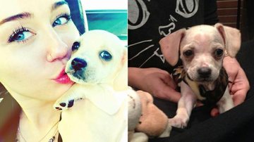 Miley Cyrus mostra fotos da cadela Bean - Reprodução / Twitter