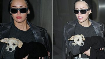Miley Cyrus não desgruda de seus cachorrinhos - The Grosby Group