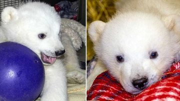 Kali, o filhote de urso polar que ficou órfão, está 'hospedado' no Zoológico do Alasca - Foto-Montagem