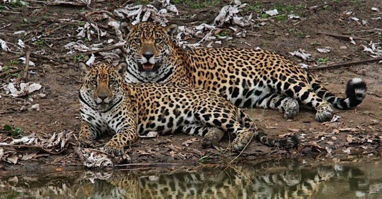 Onçafari no Pantanal: conheça o projeto! - Foto-montagem/Projeto Onçafari