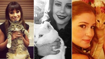 Celebridades não desgrudam de seus gatos - Reprodução/Instagram
