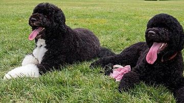 Sunny e Bo, os cachorros da família Obama - Divulgação/Casa Branca
