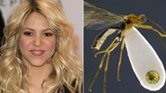 Shakira - Getty Images e Reprodução