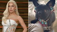 Lady Gaga enche seu cachorro de joias e brinca ao mostrar fotos no Instagram - Foto-montagem
