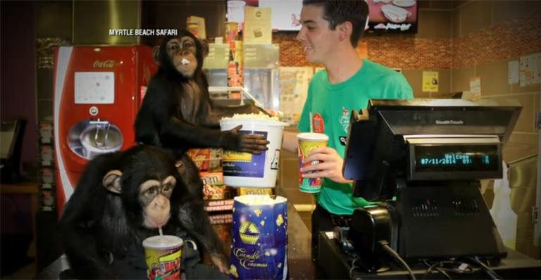 Chimpanzés assistem filme 'Planeta dos Macacos' nos EUA; Veja a reação - ABC/Reprodução