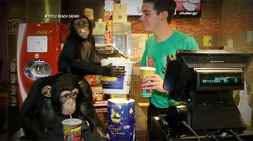 Chimpanzés assistem filme 'Planeta dos Macacos' nos EUA; Veja a reação - ABC/Reprodução