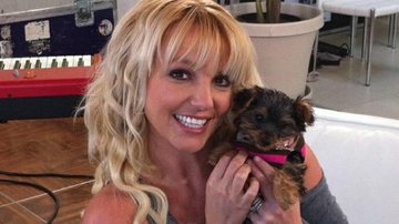 Britney Spears gasta R$ 70 mil com cachorros de estimação - Instagram/Reprodução