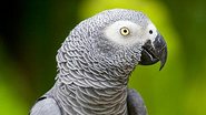 Papagaio - Reprodução