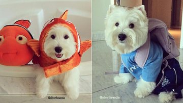 Cãozinho Oliver encanta seus mais de 22 mil seguidores da web com fotos fofas - Reprodução Instagram
