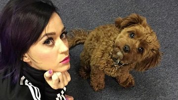 Katy Perry e seu cachorro, Butter - Reprodução/ Instagram