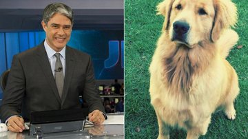 William Bonner e o cão Guliver - Estevam Avellar/TV Globo e Instagram/Reprodução