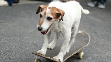 Uggie, o cachorrinho de 'O Artista' - Getty Images
