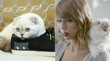 Olivia, gata de Taylor Swift, já posou para a Keds e apareceu com a cantora em uma propaganda da Coca-Cola - Divulgação