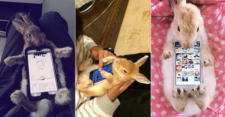 Japoneses usam coelhos como case de celular - Reprodução